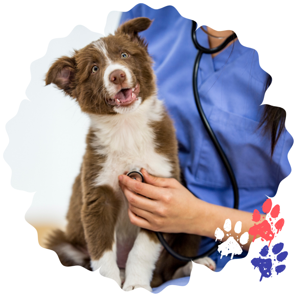 Best Vet Hospital In Elk Grove Village, IL Oakton Animal