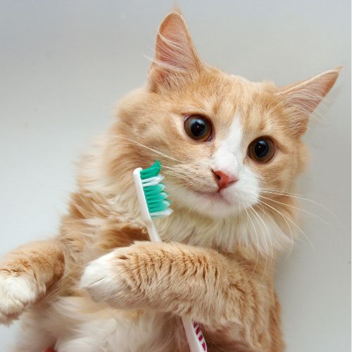 A cat holding tooth brush