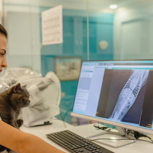 A vet examining X-ray