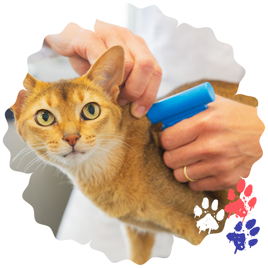 A vet implanting microchip on cat