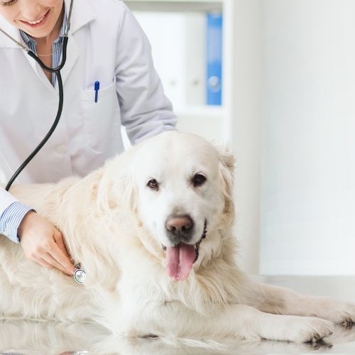 A veterinarian examining a dog