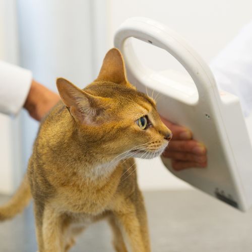 Vet checking microchip implant on a cat