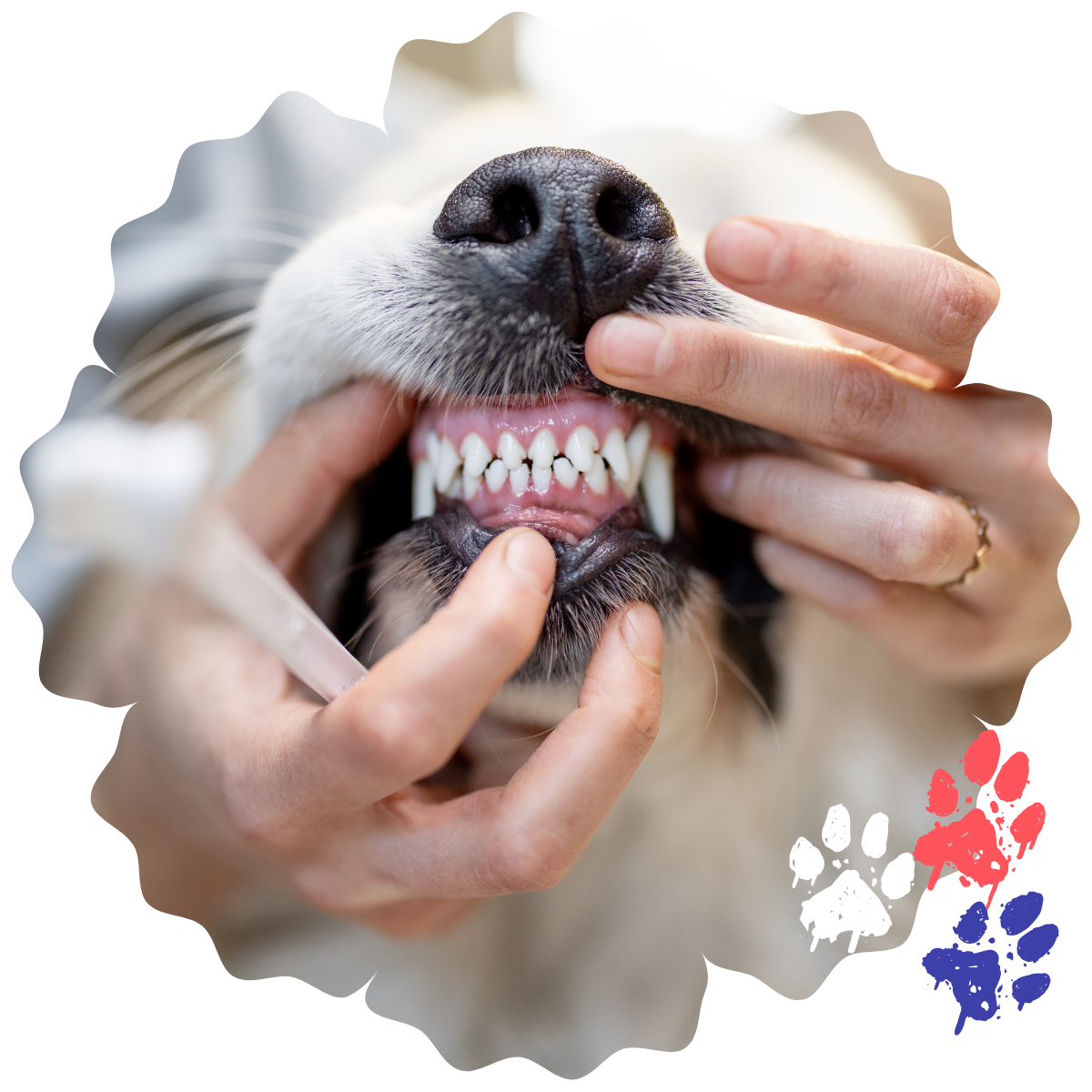 A vet checking dog's teeth