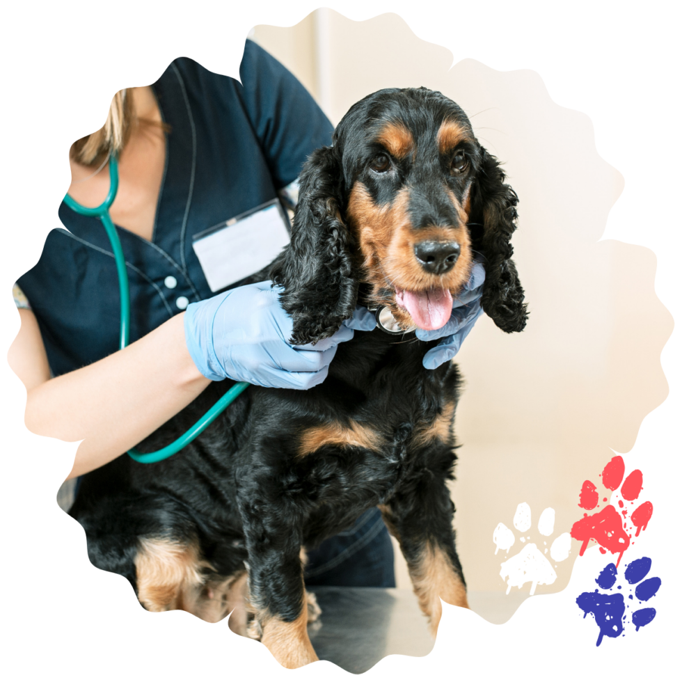 Elk Grove Village, IL Veterinary Services Oakton Animal