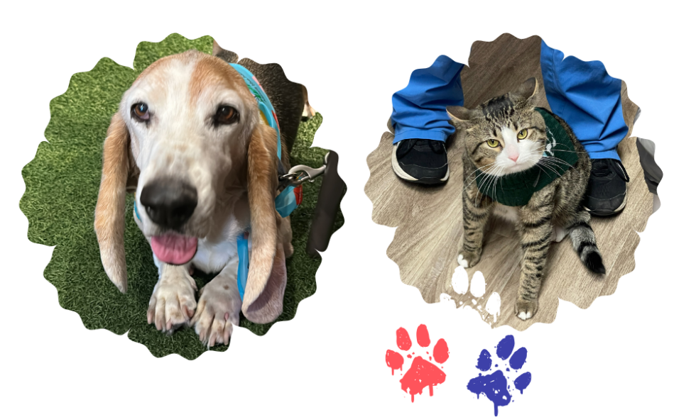 Best Vet Hospital In Elk Grove Village, IL Oakton Animal