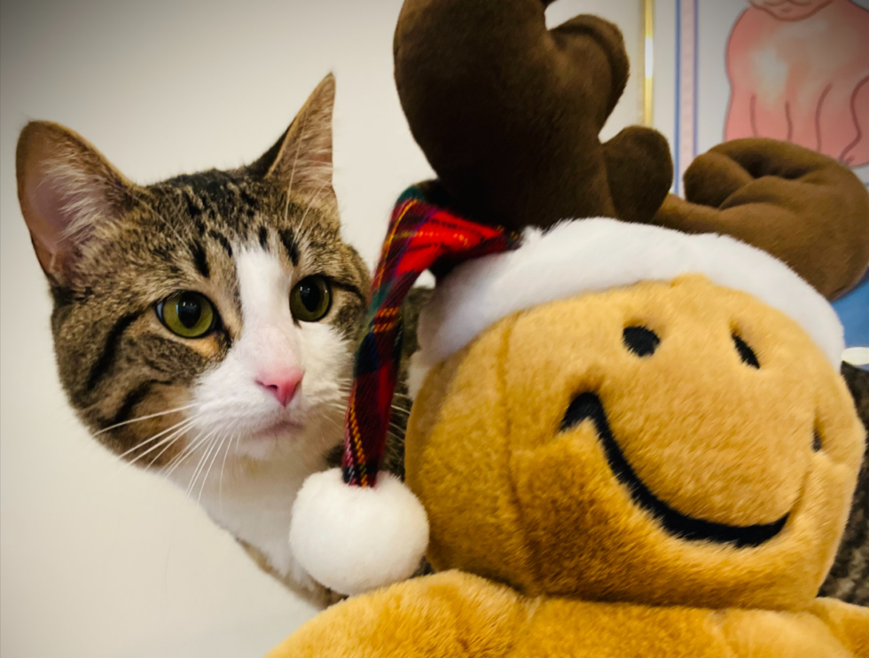 Best Vet Hospital In Elk Grove Village, IL Oakton Animal